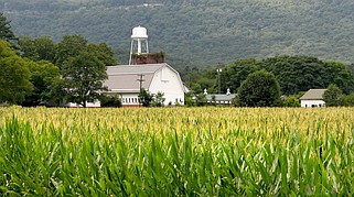 Staff Photo by Robin Rudd / The buildings of McDonald Farm rise beyond ripening corn on June 5, 2023. The farm will again host the Hamilton County Fair in November with a rodeo, live music and more.