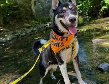 dog wearing a bandana that says 'Adopt Me'