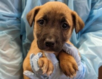 A puppy from the Brandywine Valley SPCA is seen in a file photo.