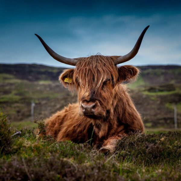 Scottish Highland Cow lying in a field in Scotland