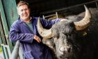 Buffalo Farm director Steven Mitchell. Image: Kris Miller/ DC Thomson.