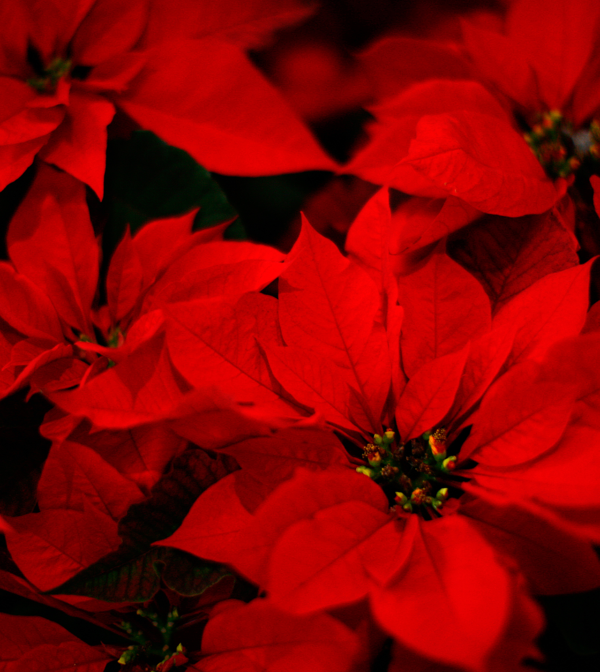 Garden Plot: Rosemary trees, poinsettias and fresh Christmas trees