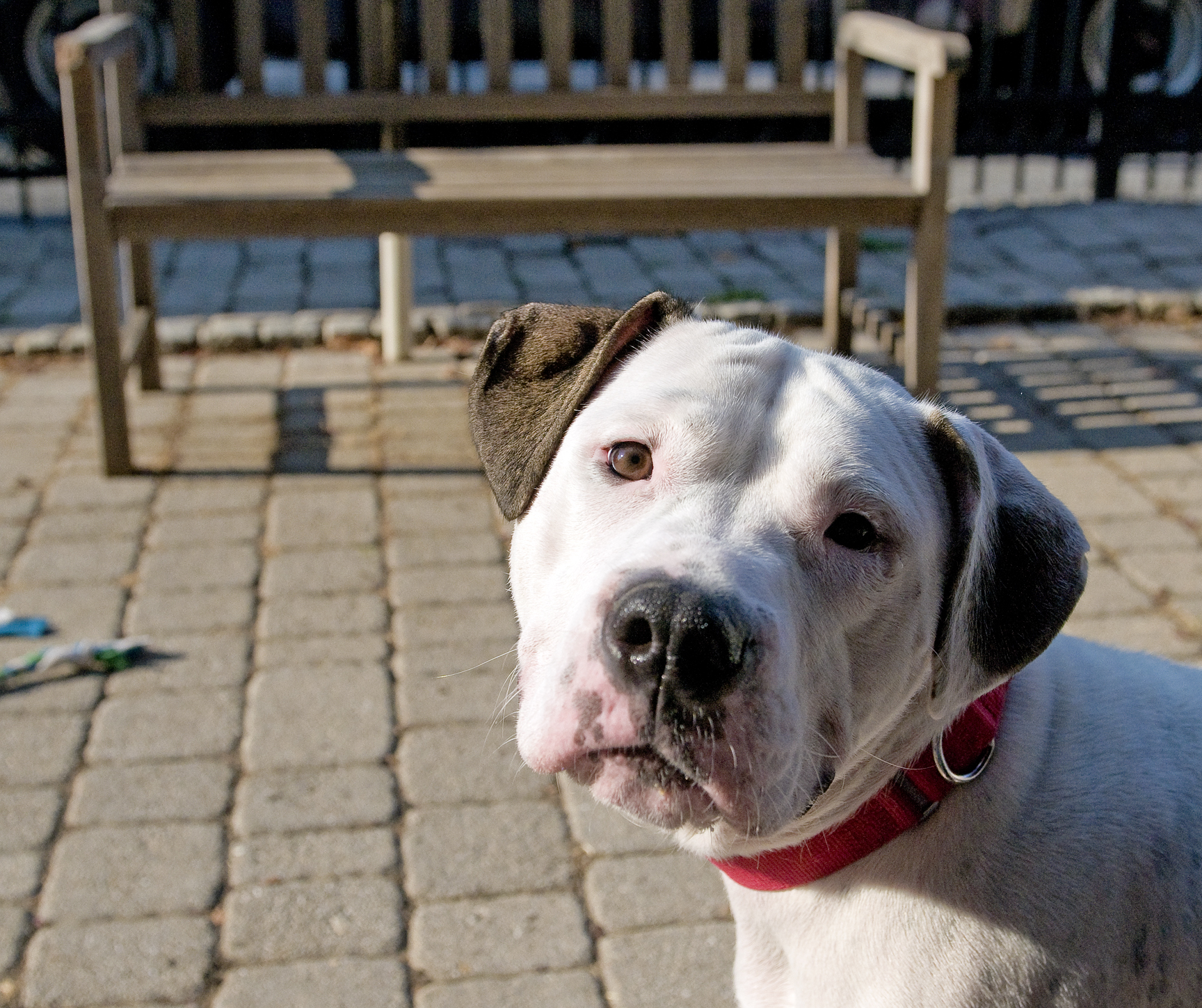 Pet of the Week: Sweet Caroline