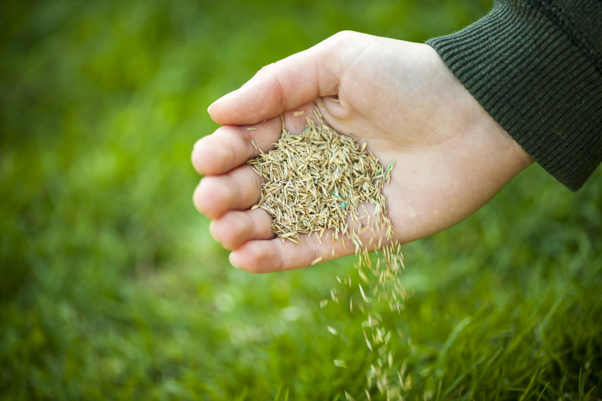 Garden Plot: It’s seed catalog time