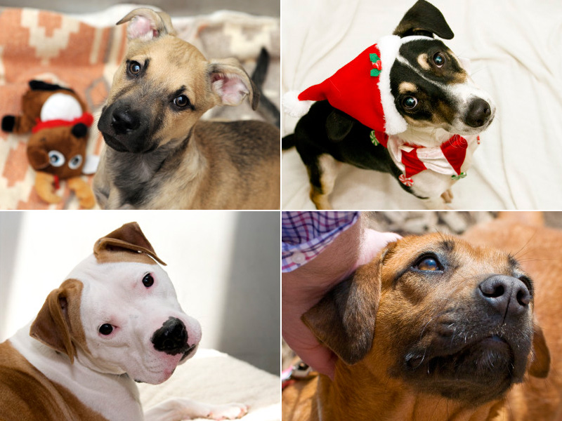 2015 Pets of the Week: Where are they now?