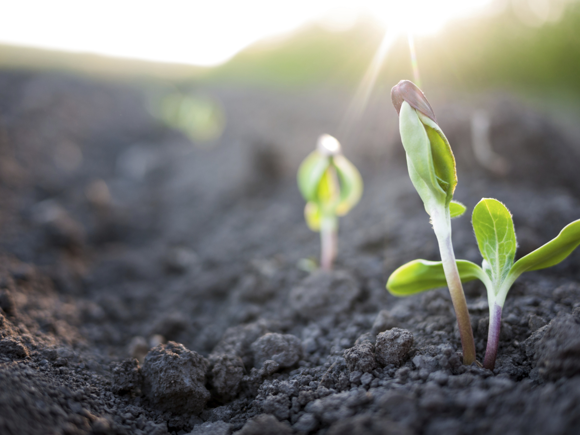 Seed catalogs, coupons and saving plants in weird weather