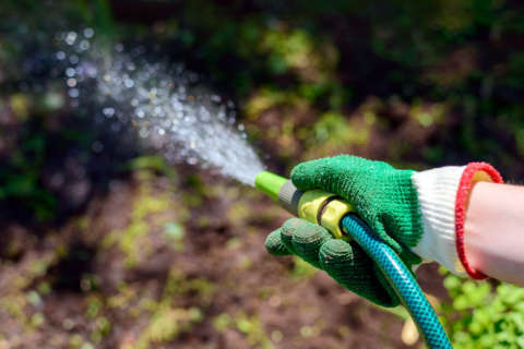 Reminders for your garden as cool weather rolls in