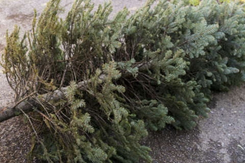 Tips for taking down and recycling your old Christmas tree