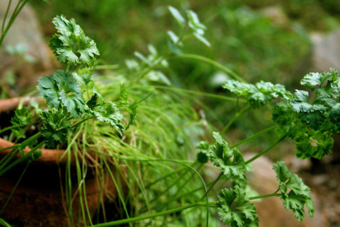 Garden Plot: Just because it’s sunny, doesn’t mean it’s time for summer plants