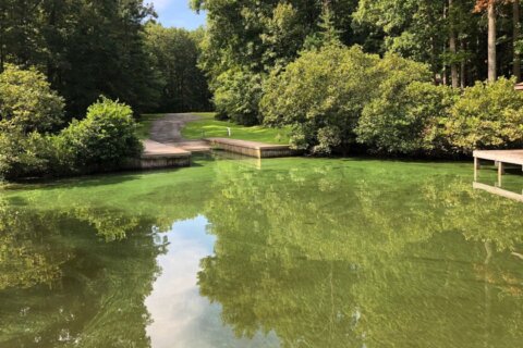 Strong storms may have played role in Lake Anna E. coli outbreak