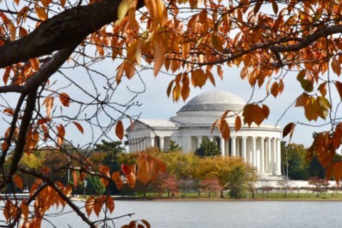 DC area might be in for vibrant fall colors this year