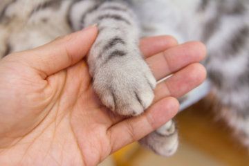 Ohio woman reunited with her cat after 5 years