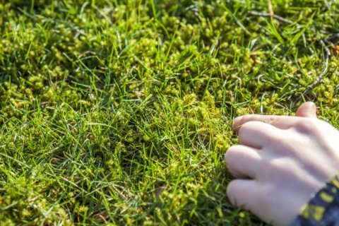 Garden Plot: Grass isn’t your only friend for the ultimate ground cover