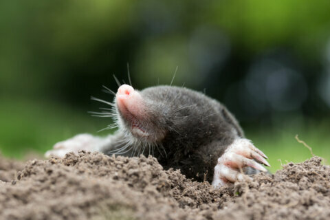 Garden Plot: Moles, voles, bugs and seeds