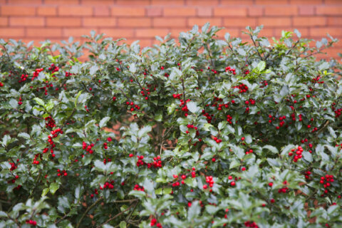 Garden Plot: Do some holly jolly pruning