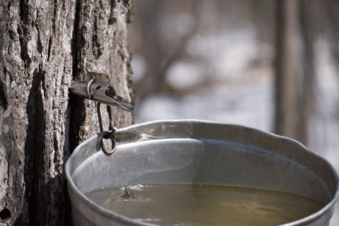 Garden Plot: Get ‘sappy’ at the Frederick Maple Syrup Fest