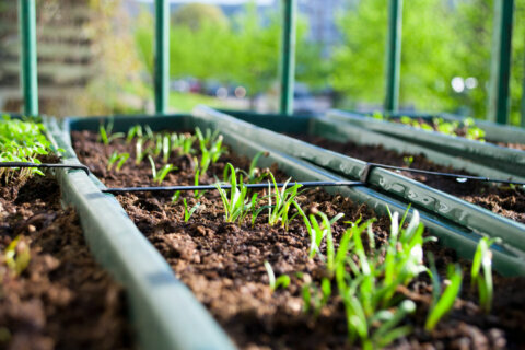 Garden Plot: With risk of frost ahead, summer plants need cover