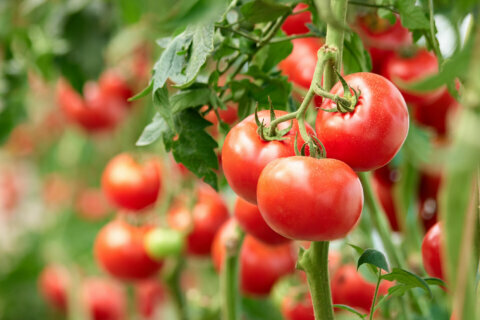 Garden Plot: As Graham Nash sang — ‘mulch your tomatoes well’