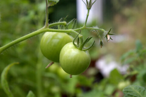 Garden Plot: ‘Good luck and good night’ — at least for now