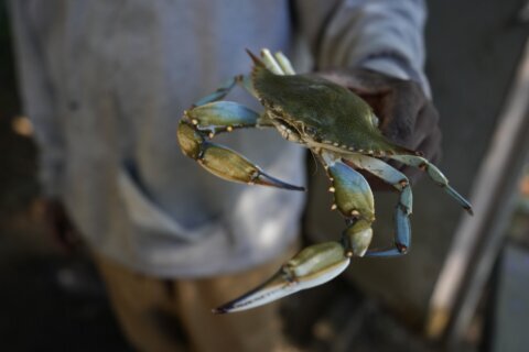Virginia commission lifts ban on winter dredging for blue crabs; opponents of decision snap back