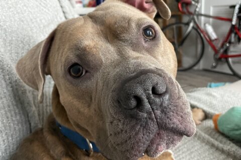 Leon (Courtesy Humane Rescue Alliance)