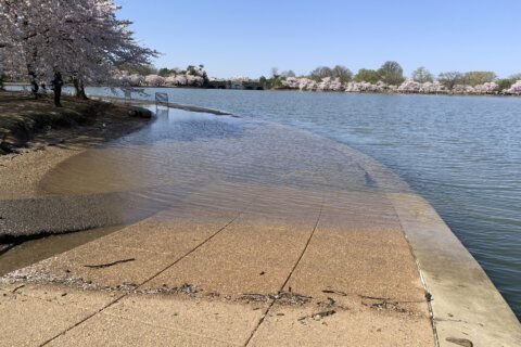 140 iconic DC cherry trees to be removed for 3-year repair project at Tidal Basin