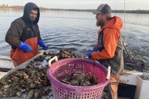 Maryland harvests record breaking 94,000 bushels of farm raised oysters