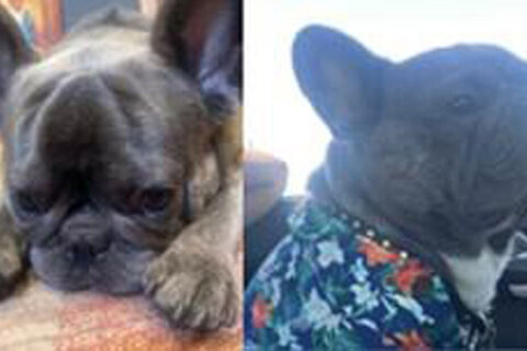 French bulldog stolen at gunpoint in Southeast DC