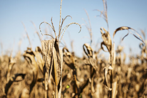 Hot and rainless days send Northern Va. into drought warning