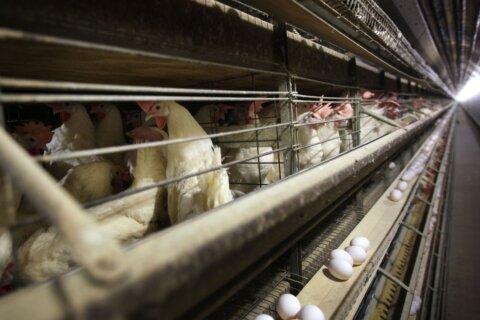 US health officials confirm four new bird flu cases, in Colorado poultry workers