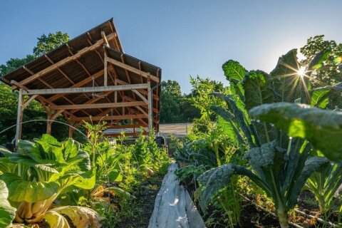 How a community garden is helping DC residents get fresh produce