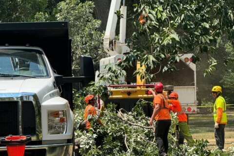 Police ID woman killed by falling tree limb in Capitol Hill park; witnesses heard ‘loud pops’ before it came crashing down