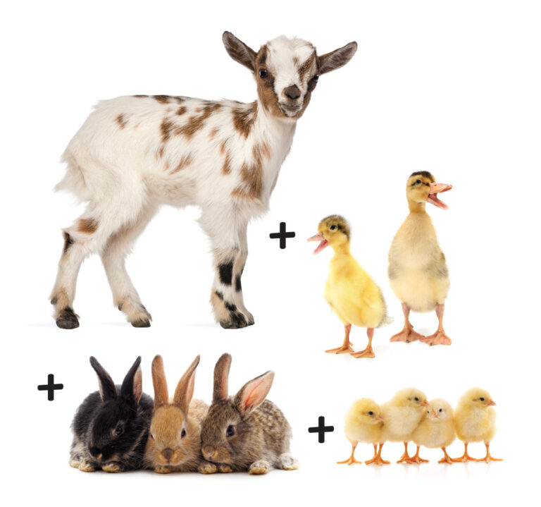 1 goat, 2 ducks, 3 rabbits, 4 chickens