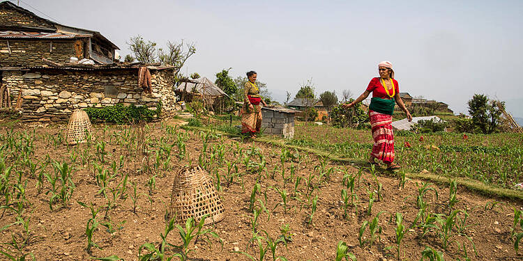  In Nepal, communities in the Chitwan-Annapurna and Terai Arc landscapes are working
together to manage natural resources sustainably, adapt to the impacts of climate
change, and reduce greenhouse gas emissions 