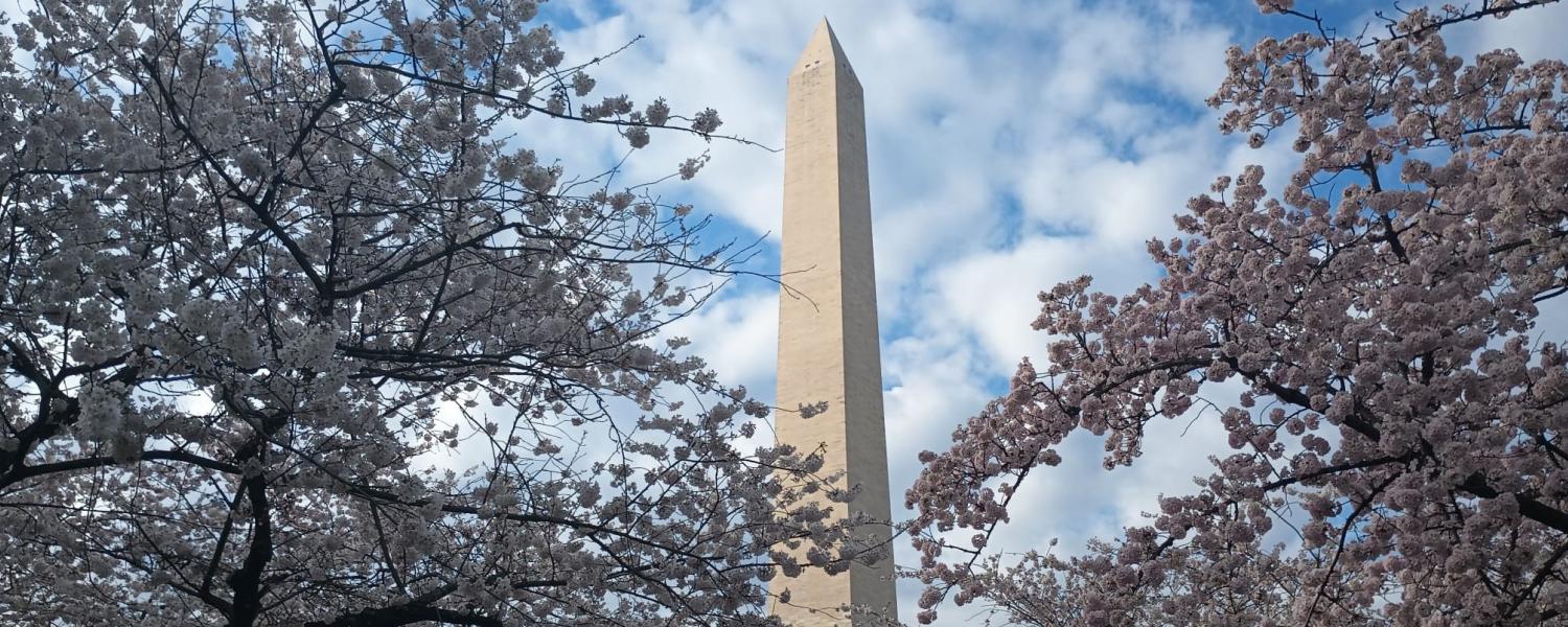 Washington Monument and Cherry Blossoms