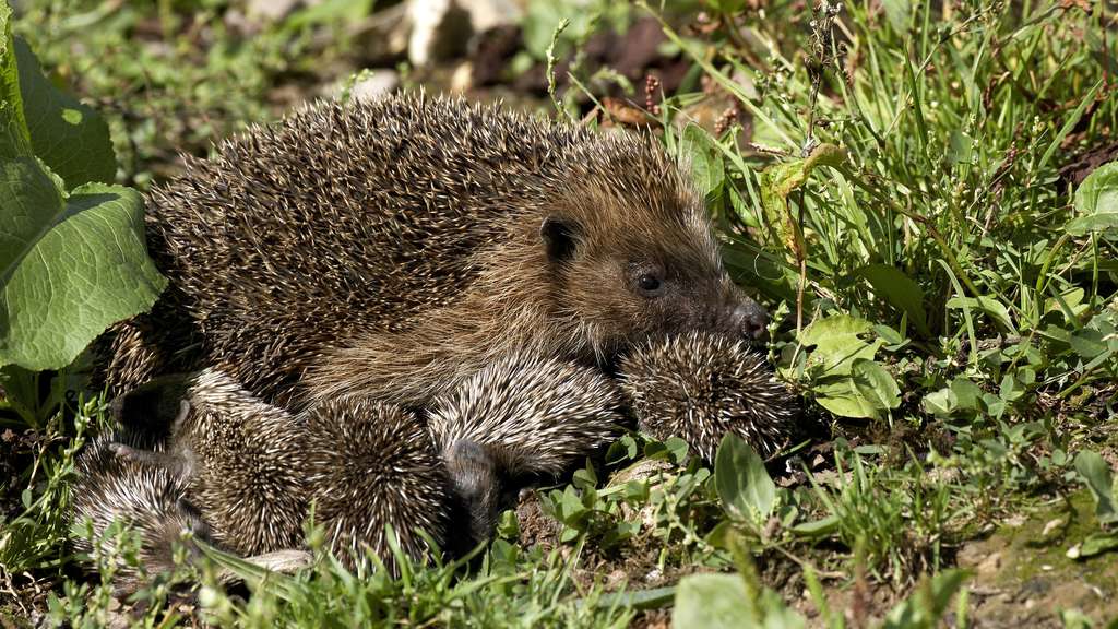 Igelkinder im Garten – Vorsicht bei der September-Gartenarbeit