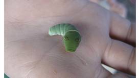 You looking at me? How an Alaska caterpillar uses false eyes to ward off potential predators