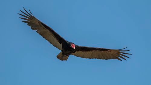 The high-soaring turkey vulture uses a powerful sense of smell to detect carrion. The bird has the most developed olfactory (smelling) system of all birds. (Courtesy of Charles J. Sharp/Creative Commons)