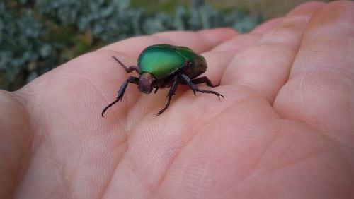 June bugs (also known as June beetles) cannot bite, but the small spines on their front legs may occasionally catch on your skin. (Walter Reeves for The Atlanta Journal-Constitution)