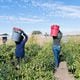 Feature Image: Farmworkers work at a bell pepper farm in the Coachella Valley, one of the largest agricultural regions in the nation, in February 2021. (Heidi de Marco/KHN/TNS)