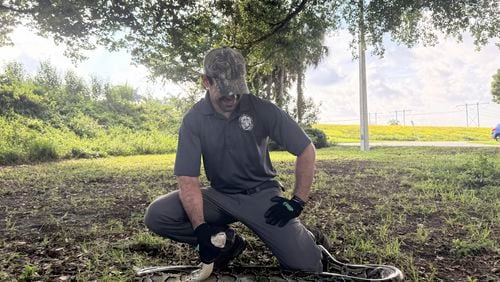 Zachary Chejanovski, an interagency python management coordinator with the Florida Wildlife Commission, holds down a nine-foot-long Burmese python during a demonstration of how to safely capture snakes Friday, Aug. 9, 2024, the first day of the Florida Python Challenge, in Everglades Holiday Park in Broward County, Fla. (AP Photo/Marta Oliver Craviotto)