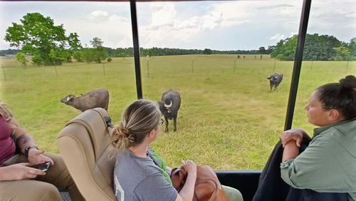 Asian water buffalo are one of many grassland species you'll see on the guided safari tour at the Georgia Safari Conservation Park.
(Courtesy of Blake Guthrie)