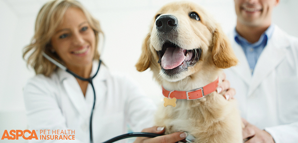 a dog at the vet