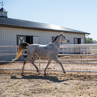 a horse walking around a corrale