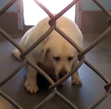 a dog in a kennel struggling to stand