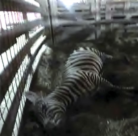 zebra with broken back