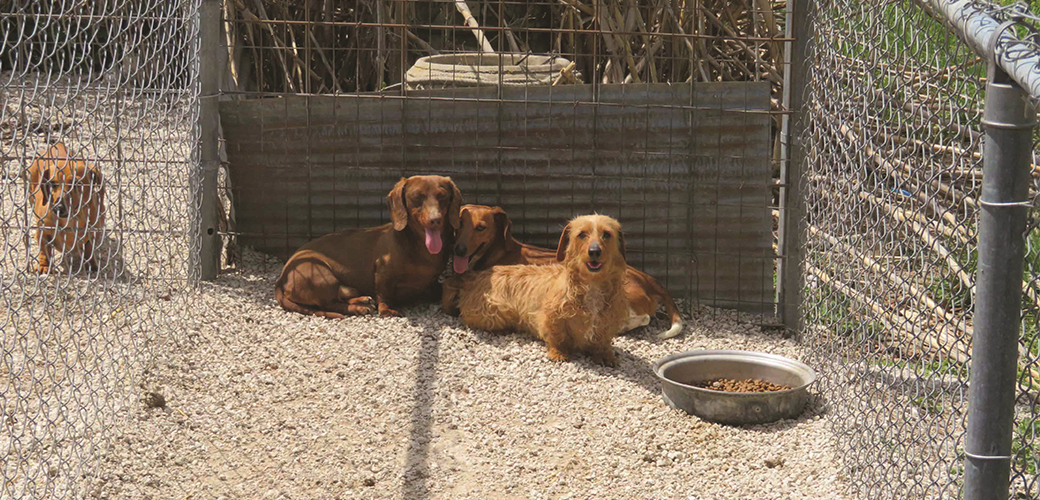 Dogs in Puppy Mills