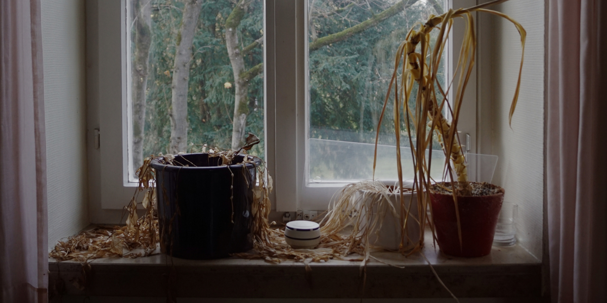 Dead houseplants in a window sill