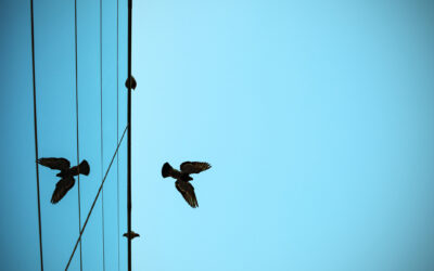 Baldwin Tests Feather Friendly Bird Deterrant on Windows