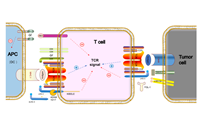 Progress of lymphocyte activation gene 3 and programmed cell death protein 1 antibodies for cancer treatment: A review